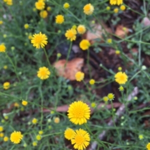 Calotis lappulacea at Deakin, ACT - 3 Apr 2020