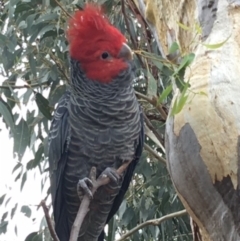 Callocephalon fimbriatum (Gang-gang Cockatoo) at GG156 - 3 Apr 2020 by KL