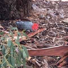 Callocephalon fimbriatum at Deakin, ACT - 3 Apr 2020