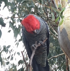 Callocephalon fimbriatum at Deakin, ACT - 3 Apr 2020