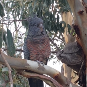 Callocephalon fimbriatum at Deakin, ACT - 3 Apr 2020