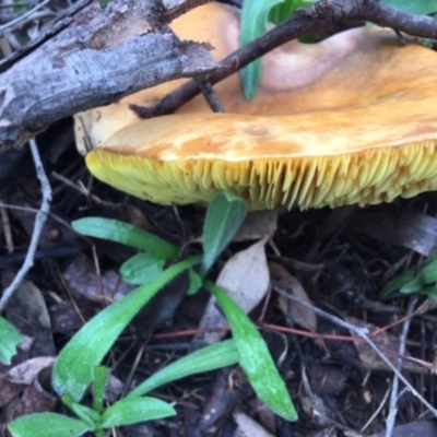 Phylloporus sp. (Phylloporus sp.) at Federal Golf Course - 3 Apr 2020 by KL