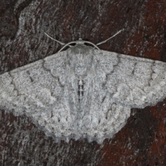 Crypsiphona ocultaria (Red-lined Looper Moth) at Majura, ACT - 2 Apr 2020 by jb2602