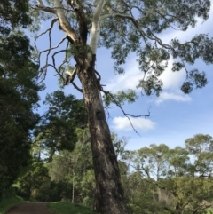 Eucalyptus sp. (A Gum Tree) at Burradoo - 2 Apr 2020 by JESH