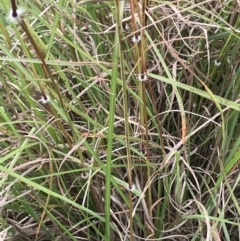 Sorghum leiocladum (Wild Sorghum) at Wingecarribee Local Government Area - 3 Apr 2020 by JESH