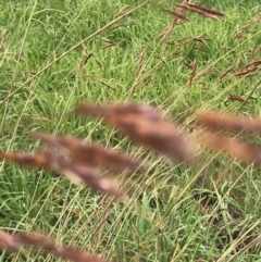 Sorghum leiocladum at Burradoo, NSW - 3 Apr 2020