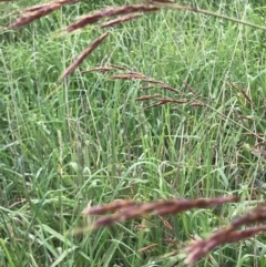 Sorghum leiocladum at Burradoo, NSW - 3 Apr 2020