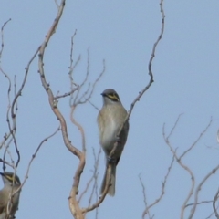 Caligavis chrysops (Yellow-faced Honeyeater) at Burradoo - 3 Apr 2020 by Snowflake