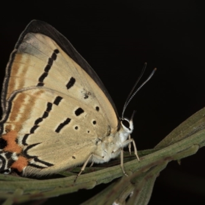 Jalmenus evagoras (Imperial Hairstreak) at Bruce, ACT - 10 Feb 2019 by Bron