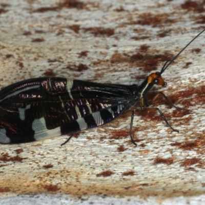 Porismus strigatus (Pied Lacewing) at Majura, ACT - 2 Apr 2020 by jb2602