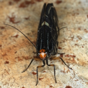 Porismus strigatus at Majura, ACT - 2 Apr 2020