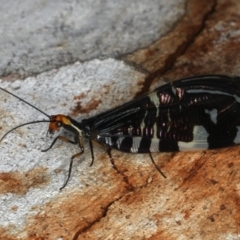 Porismus strigatus at Majura, ACT - 2 Apr 2020