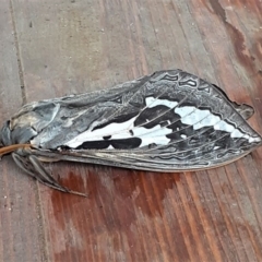 Abantiades atripalpis (Bardee grub/moth, Rain Moth) at Mitchell, ACT - 3 Apr 2020 by HarveyPerkins