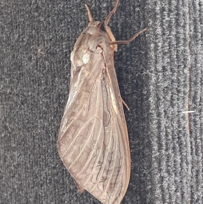 Abantiades atripalpis (Bardee grub/moth, Rain Moth) at Mitchell, ACT - 3 Apr 2020 by HarveyPerkins