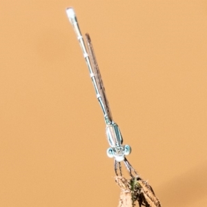 Austrolestes aridus at Symonston, ACT - suppressed