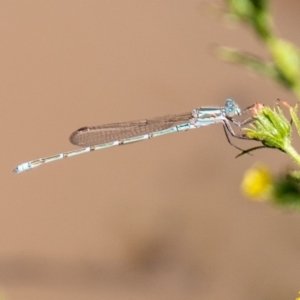 Austrolestes aridus at Symonston, ACT - 31 Mar 2020