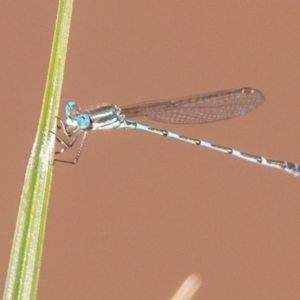 Austrolestes leda at Symonston, ACT - 31 Mar 2020 02:13 PM