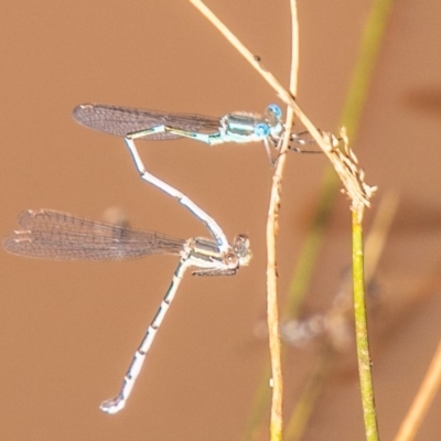 Austrolestes leda (Wandering Ringtail) at Symonston, ACT - 31 Mar 2020 by SWishart