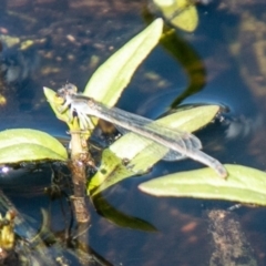 Ischnura heterosticta (Common Bluetail Damselfly) at Callum Brae - 31 Mar 2020 by SWishart