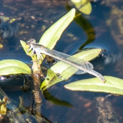 Ischnura heterosticta (Common Bluetail Damselfly) at Callum Brae - 31 Mar 2020 by SWishart