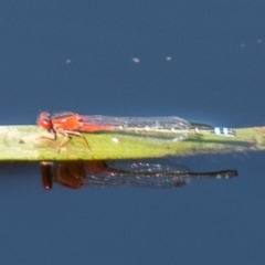 Xanthagrion erythroneurum (Red & Blue Damsel) at Symonston, ACT - 31 Mar 2020 by SWishart