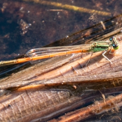 Ischnura aurora (Aurora Bluetail) at Callum Brae - 31 Mar 2020 by SWishart