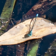 Austroagrion watsoni (Eastern Billabongfly) at Symonston, ACT - 31 Mar 2020 by SWishart