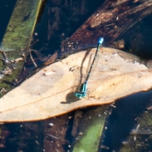 Austroagrion watsoni at Symonston, ACT - 31 Mar 2020