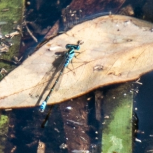 Austroagrion watsoni at Symonston, ACT - 31 Mar 2020