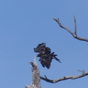 Aquila audax at Black Range, NSW - 3 Apr 2020