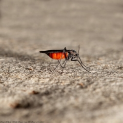 Sciaridae sp. (family) (Black fungus gnat) at Latham, ACT - 3 Apr 2020 by Roger