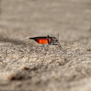 Sciaridae sp. (family) at Latham, ACT - 3 Apr 2020