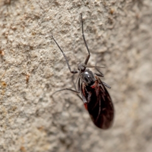 Sciaridae sp. (family) at Latham, ACT - 3 Apr 2020