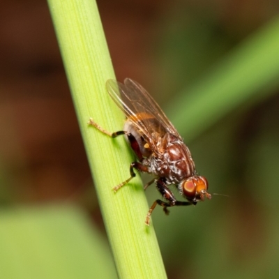 Tapeigaster sp. (genus) (Fungus fly, Heteromyzid fly) at Latham, ACT - 3 Apr 2020 by Roger