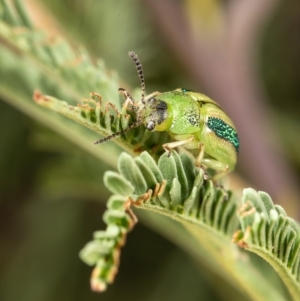 Calomela vittata at Macgregor, ACT - 3 Apr 2020