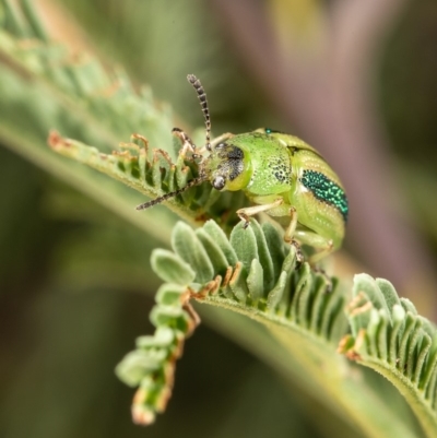 Calomela vittata (Acacia leaf beetle) at Macgregor, ACT - 3 Apr 2020 by Roger