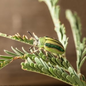 Calomela vittata at Macgregor, ACT - 3 Apr 2020