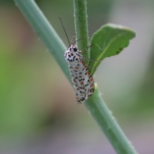 Utetheisa pulchelloides at Deakin, ACT - 1 Apr 2020