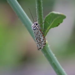 Utetheisa pulchelloides (Heliotrope Moth) at Deakin, ACT - 1 Apr 2020 by LisaH