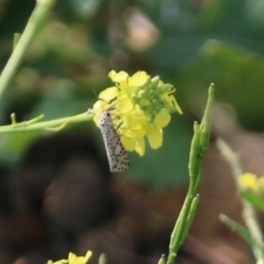 Utetheisa pulchelloides at Deakin, ACT - 1 Apr 2020