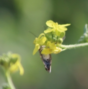 Utetheisa pulchelloides at Deakin, ACT - 1 Apr 2020