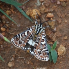 Apina callisto (Pasture Day Moth) at Hughes, ACT - 3 Apr 2020 by LisaH