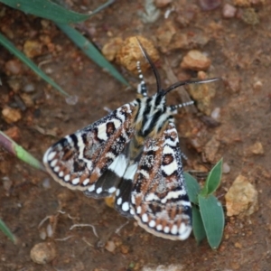 Apina callisto at Hughes, ACT - 3 Apr 2020 04:04 PM