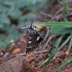 Apina callisto at Hughes, ACT - 3 Apr 2020