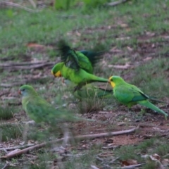 Polytelis swainsonii (Superb Parrot) at Hughes Grassy Woodland - 3 Apr 2020 by LisaH