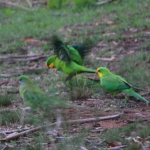 Polytelis swainsonii at Hughes, ACT - 3 Apr 2020