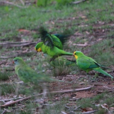 Polytelis swainsonii (Superb Parrot) at Hughes Grassy Woodland - 3 Apr 2020 by LisaH