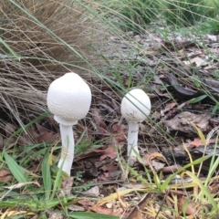 Macrolepiota dolichaula (Macrolepiota dolichaula) at Sth Tablelands Ecosystem Park - 3 Apr 2020 by vasey46