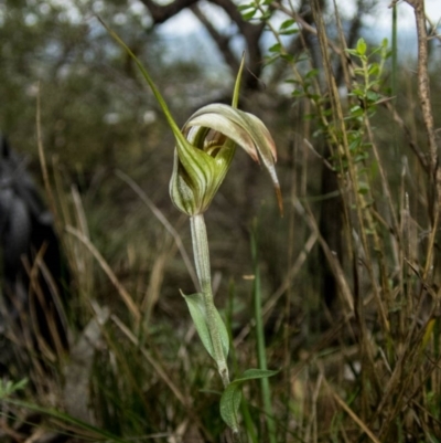 Diplodium ampliatum (Large Autumn Greenhood) at Conder, ACT - 3 Apr 2020 by dan.clark