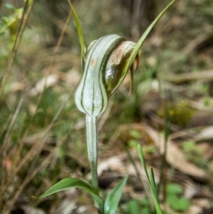 Diplodium ampliatum at Conder, ACT - 3 Apr 2020